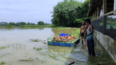 ফেনীতে বন্যা নিয়ন্ত্রণ বাঁধের ৩৬ স্থানে ভাঙন, কয়েক কোটি টাকার ক্ষতি আবারও