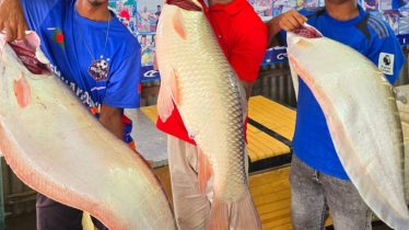 পদ্মার এক রুইয়ের দাম ৪৯ হাজার