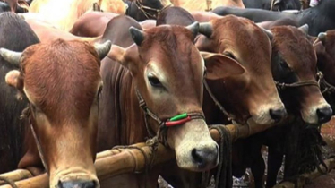 কোরবানির পশুর হাট বসবে রাজধানীর যেসব স্থানে