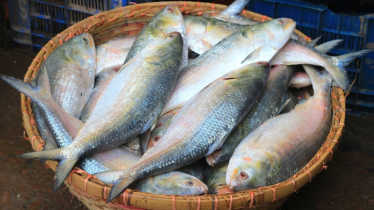 প্রথম চালানে ভারতে গেলো ৩৭ হাজার ৪৬০ কেজি ইলিশ