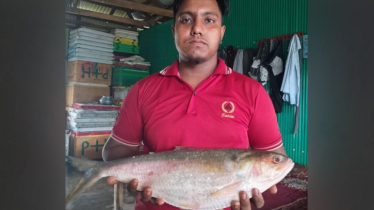 পৌনে ৪ কেজি ওজনের ইলিশের দাম সাড়ে ১২ হাজার টাকা