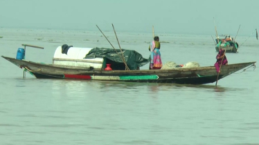 ভরা মৌসুমেও পদ্মা-মেঘনায় মিলছে না ইলিশ, আকাশছোঁয়া দাম