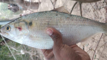 এবার নিঝুম দ্বীপের পুকুরে মিললো রুপালি ইলিশ