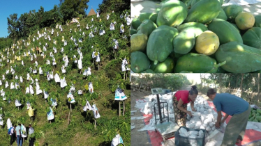 শিক্ষায় ব্যর্থ হলেও কৃষিতে সফল রেম্রাচাই মারমা