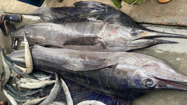 বঙ্গোপসাগরে জেলেদের জালে ধরা পড়লো ৪ মণ ওজনের দুই পাখি মাছ