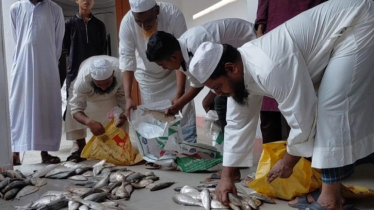 দেড়শ কেজি ইলিশ জব্দ, মাদরাসা ও এতিমখানায় দিলো প্রশাসন দেড়শ কেজি ইলিশ জব্দ, মাদরাসা ও এতিমখানায় দিলো প্রশাসন