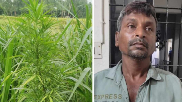 নেপিয়ার ঘাসের আড়ালে গাঁজা চাষ, গ্রেফতার ১