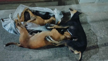 অবলা প্রাণী হত্যা, সোশ্যাল মিডিয়াজুড়ে প্রতিবাদের ঝড় 