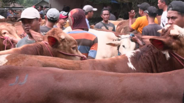 দেশে দেশে কোরবানির পশু কেনায় ভিন্ন চিত্র