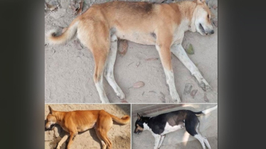 এবার পাবনায় ৩টি কুকুরকে বিষ প্রয়োগে হত্যার অভিযোগ