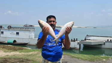 ১০ হাজার ৪০০ টাকায় বিক্রি পদ্মার দুই ইলিশ