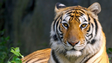 বিশ্ব প্রাণী দিবস আজ