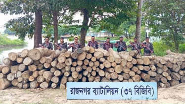 রাজনগরে বিজিবির অভিযানে বিপুল পরিমাণ অবৈধ কাঠ জব্দ