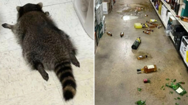 মদ খেয়ে মাতাল হয়ে পড়ে রইলো র‌্যাকুন