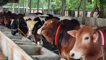 উত্তরাঞ্চলে এবার উদ্বৃত্ত থাকবে ৫ লাখ ৬৮ হাজার কোরবানিযোগ্য পশু