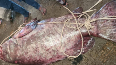 আড়াই লাখ টাকায় বিক্রি হলো ২০৫ কেজি ওজনের ভোল মাছ