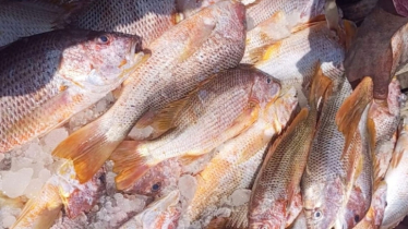 সেন্ট মার্টিনে এক জালেই ধরা পড়লো ১০ লাখ টাকার লাল কোরাল