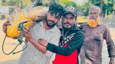 পোয়া গণির ৩৩ কেজি ওজনের পোয়ার দাম ৭ লাখ 