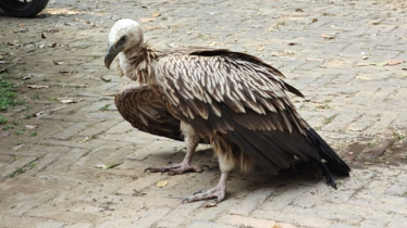 খাগড়াছড়ি থেকে বিলুপ্ত প্রজাতির হিমালয়ান গ্রীফন শকুন উদ্ধার 