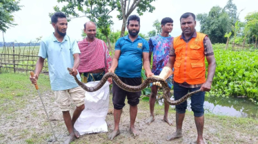 বাগেরহাটে সুন্দরবন সংলগ্ন লোকালয় থেকে অজগর উদ্ধার