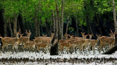 আজ সুন্দরবন দিবস