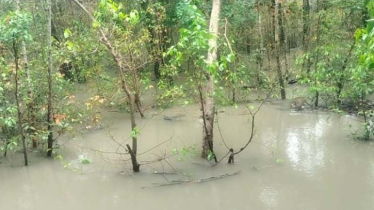 নিম্নচাপের প্রভাব: নদীর পানি বৃদ্ধি পেয়ে তলিয়ে গেছে সুন্দরবন