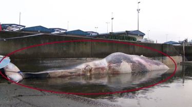 উপকূলে ভেসে এলো ৭০ ফুট দৈর্ঘ্যের বিশাল তিমির মরদেহ