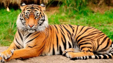 থাইল্যান্ডের চিড়িয়াখানায় ভাইরাসে প্রাণ গেলো ৭২ বাঘের থাইল্যান্ডের চিড়িয়াখানায় ভাইরাসে প্রাণ গেলো ৭২ বাঘের