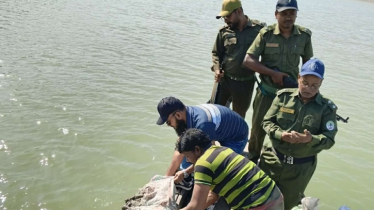 শ্যামনগর থেকে ৮৬০ কেজি শামুক জব্দ, সুন্দরবনে অবমুক্ত