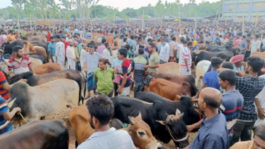 উত্তরাঞ্চলে সাধ্যের মধ্যে পশু কিনতে পারবেন ক্রেতারা