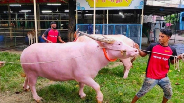 আশুলিয়ায় গোলাপি রঙের মহিষ বিক্রি হচ্ছে ৫ লাখ টাকায়