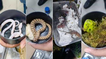 শাহজালাল বিমানবন্দরে ২৩টি বিদেশি প্রাণী জব্দ