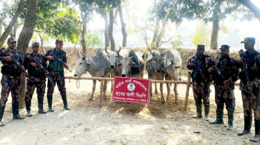ভারত থেকে আসছিল নেশাজাতীয় সিরাপ ও গরু, জব্দ করলো বিজিবি