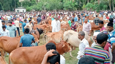 ২৫০ বছরের পশুর হাট, নেই টেবিল-চেয়ার, লাগে না খাজনা