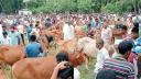 ২৫০ বছরের পশুর হাট, নেই টেবিল-চেয়ার, লাগে না খাজনা