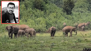 ভিডিও করতে গিয়ে বুনো হাতির পায়ে পিষ্ট কন্টেন্ট ক্রিয়েটর