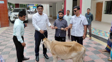 ২৩ বছর কারাভোগ করা মাজেতকে সাবলম্বী করতে গরু উহার