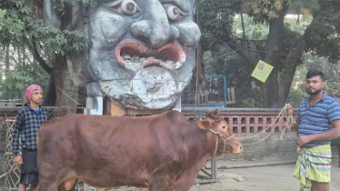 হাসিনার ফাঁসির রায়: গরু-খাসি দিয়ে টিএসসিতে ভূরিভোজ