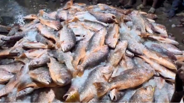 এক জালেই উঠলো ৬ হাজার কেজি লাল কোরাল, বিক্রি হলো ৩৫ লাখ টাকায়