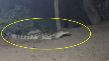 লোকালয়ে উঠে আসছে কুমির, পদ্মাপাড়ে হঠাৎ আতঙ্ক  লোকালয়ে উঠে আসছে কুমির, পদ্মাপাড়ে হঠাৎ আতঙ্ক