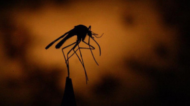 রাজধানীতে হঠাৎ কিউলেক্স মশা প্রকোপ, গবেষণায় উঠে এলো ভয়াবহ চিত্র! রাজধানীতে হঠাৎ কিউলেক্স মশা প্রকোপ, গবেষণায় উঠে এলো ভয়াবহ চিত্র!