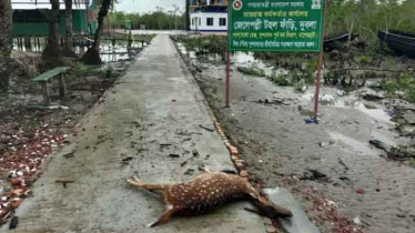 সুন্দরবনে জলোচ্ছ্বাসে ডুবেছে মিষ্টি পানির ৫ পুকুর, দুটি হরিণের মরদেহ উদ্ধার