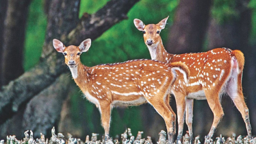 সুন্দরবনে হরিণের ফাঁদ, ১০৩ কেজি মাংসসহ ধরা পড়লো পাচারকারী