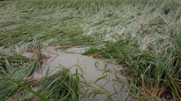 মান্দায় অসময়ের বৃষ্টিতে কৃষকদের মাথায় হাত; ফসল ক্ষতির শঙ্কা