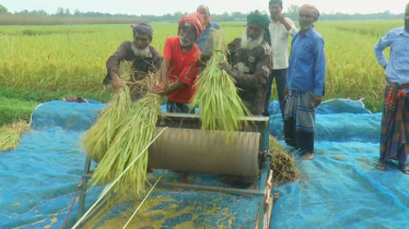 টাঙ্গাইলে ব্যাপক জনপ্রিয় হয়ে উঠছে ব্রি-ধান- ১০৩