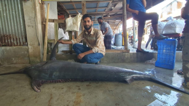 বঙ্গোপসাগরে জসিমের জালে উঠলো ৮০ কেজির ফ্লাইং ফিস!