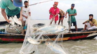 আজ রাত থেকে ইলিশ ধরলেই শাস্তি, অভিযান চলবে ২২ দিন