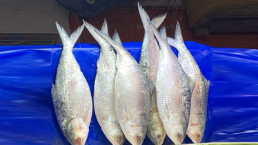 টানা দুই মাস ইলিশ ধরা নিষিদ্ধ, অমান্য করলেই শাস্তি