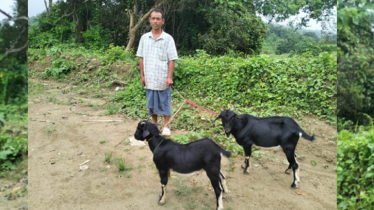 একজোড়া পাঠাসহ খাগড়াছড়িতে ভারতীয় নাগরিক আটক