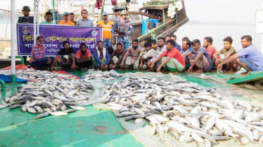 ১৮০ মন জাটকা ইলিশ জব্দ, এতিমখানা ও অসহায়দের মাঝে বিতরণ